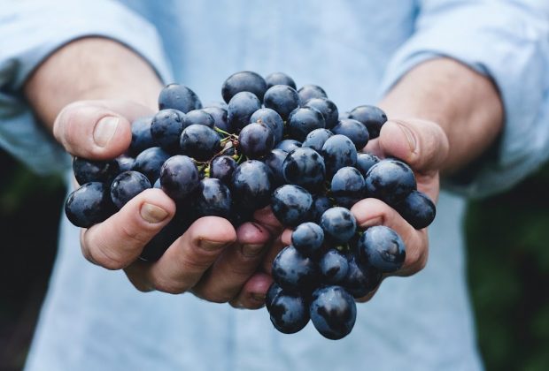 Black Grapes Health tips in kannada | ಕಪ್ಪು ದ್ರಾಕ್ಷಿ ಆರೋಗ್ಯ ಪ್ರಯೋಜನಗಳು