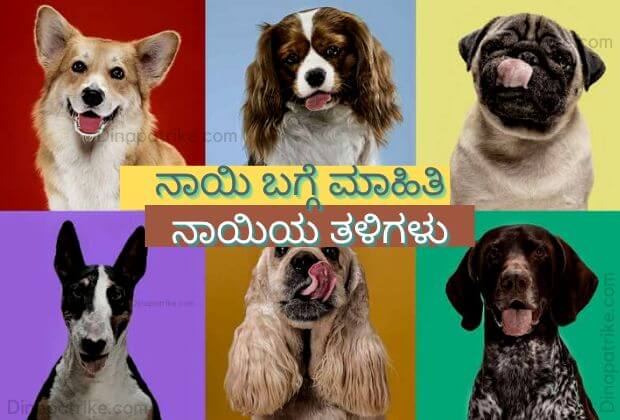 ನಾಯಿ ಬಗ್ಗೆ ಮಾಹಿತಿ | ನಾಯಿಯ ತಳಿಗಳು| Dog Breed Names In Kannada